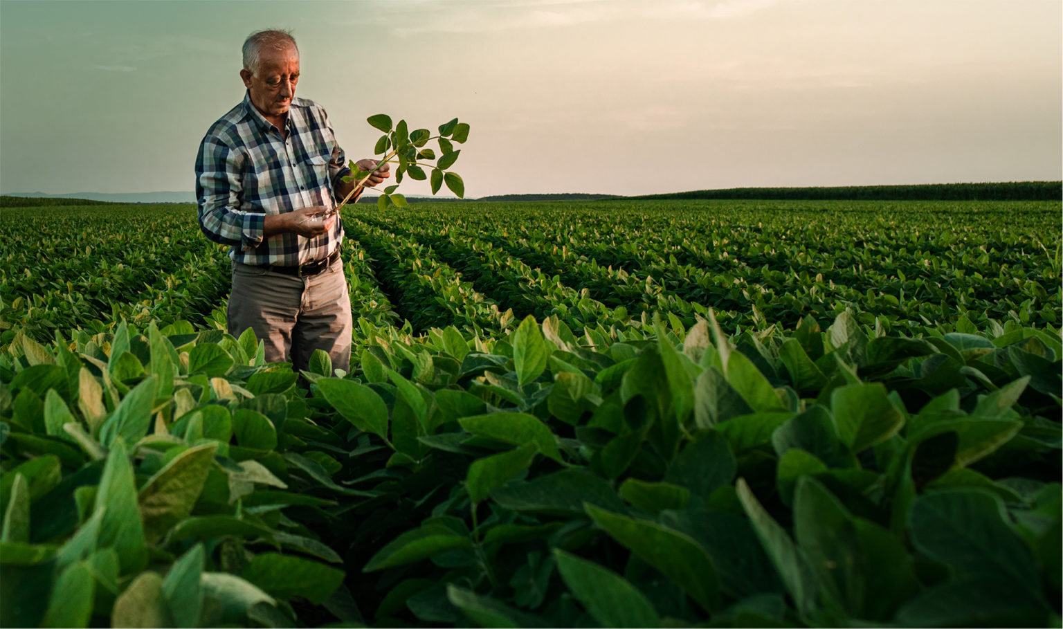 Neonic Facts - Neonicotinoids are vital to agriculture